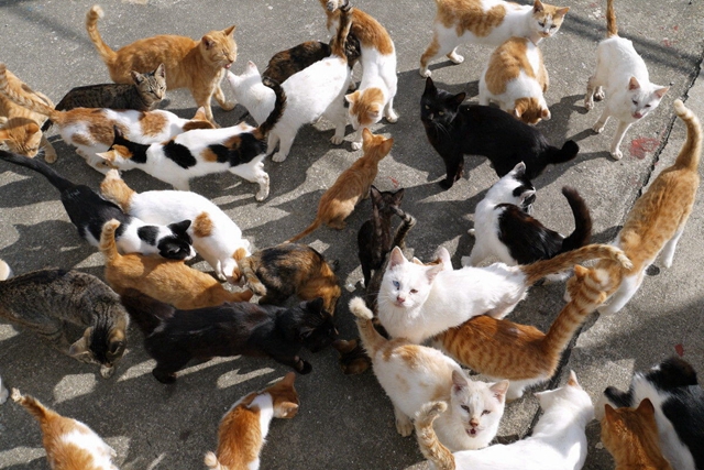 日本猫岛-日本猫岛在哪个城市