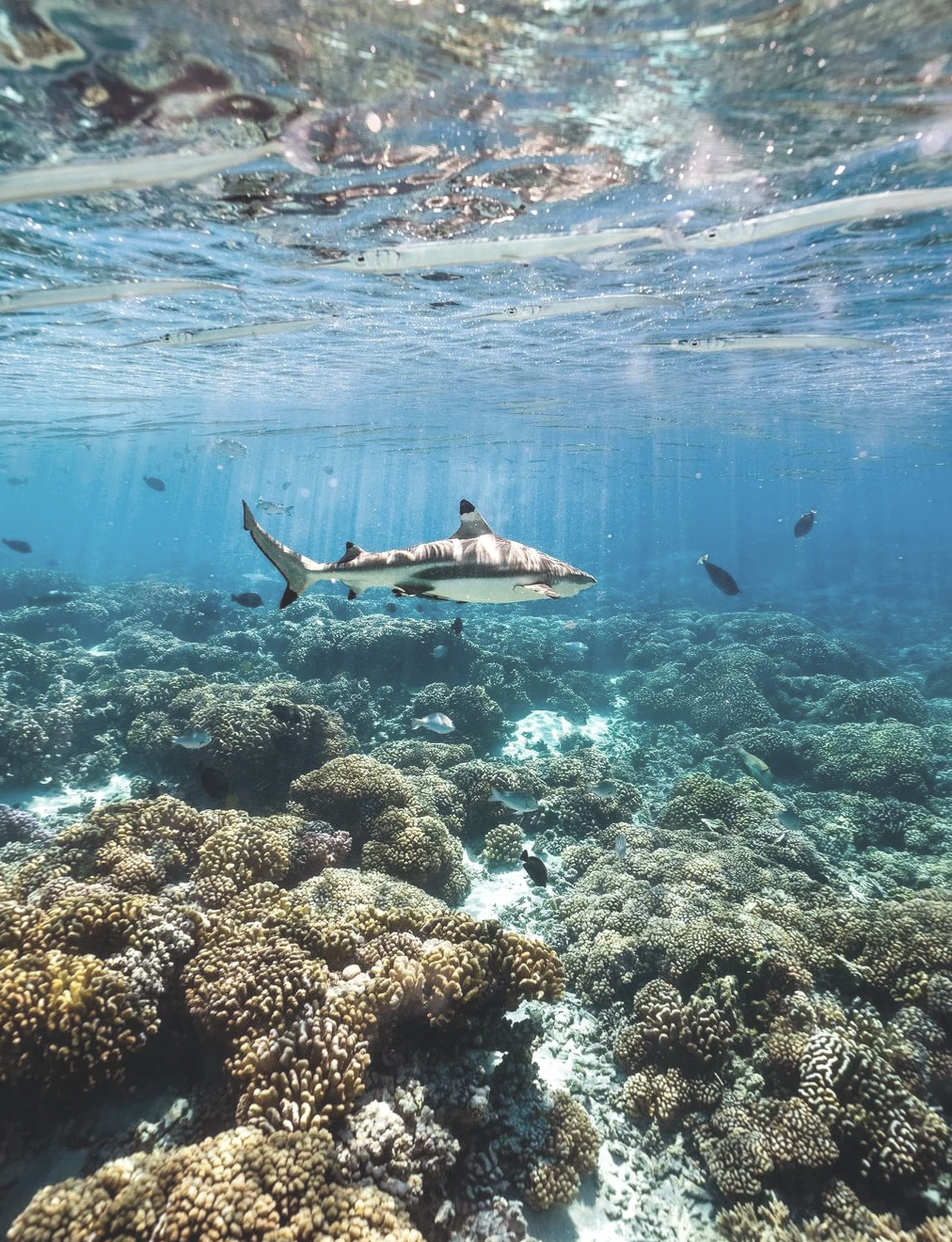 大溪地旅游攻略-大溪地旅游报价2021