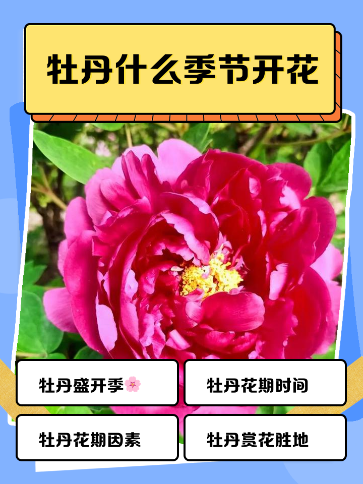 洛阳牡丹花会时间-洛阳牡丹花会时间2026