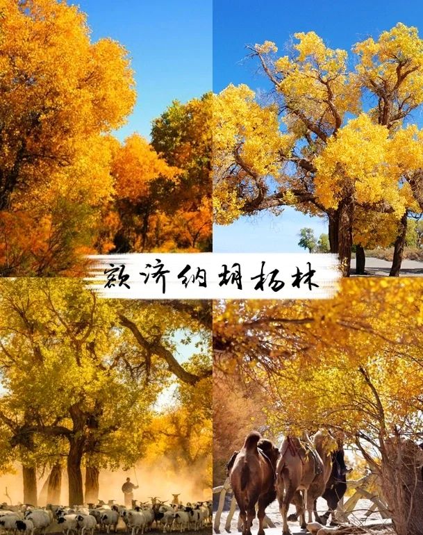 额济纳旗旅游攻略-额济纳旗旅游攻略 百度推荐 额济纳旗旅游攻略-额济纳旗旅游攻略 百度推荐