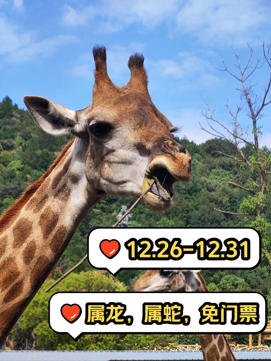 香江野生动物园门票团购-香江野生动物园什么时候开业 香江野生动物园门票团购-香江野生动物园什么时候开业