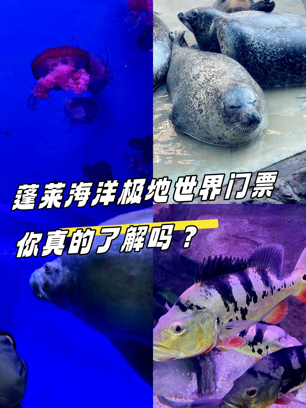 青岛极地海洋世界门票团购-青岛极地海洋世界门票团购价格 青岛极地海洋世界门票团购-青岛极地海洋世界门票团购价格