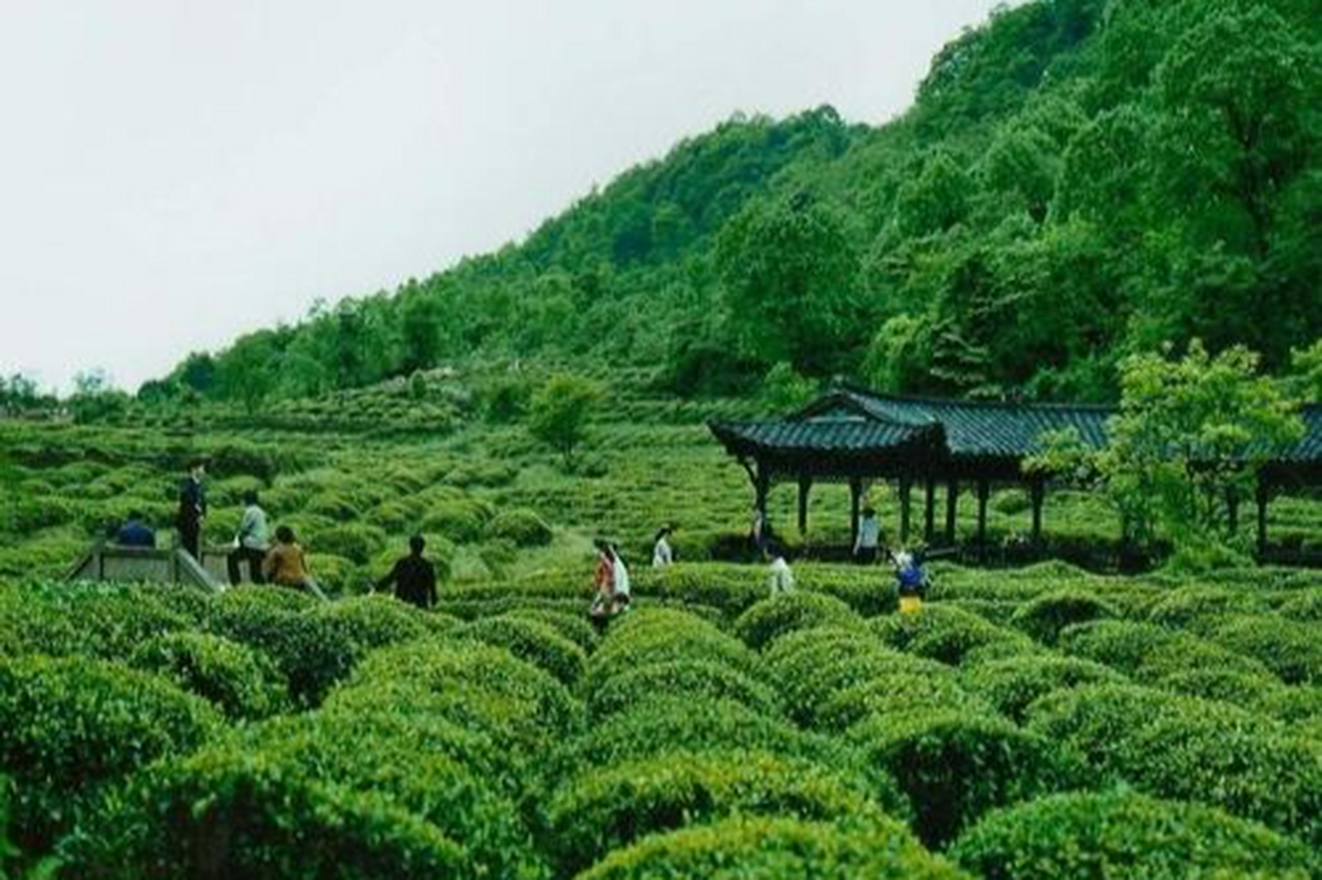 四川雅安旅游-四川雅安旅游景点有哪些 四川雅安旅游-四川雅安旅游景点有哪些