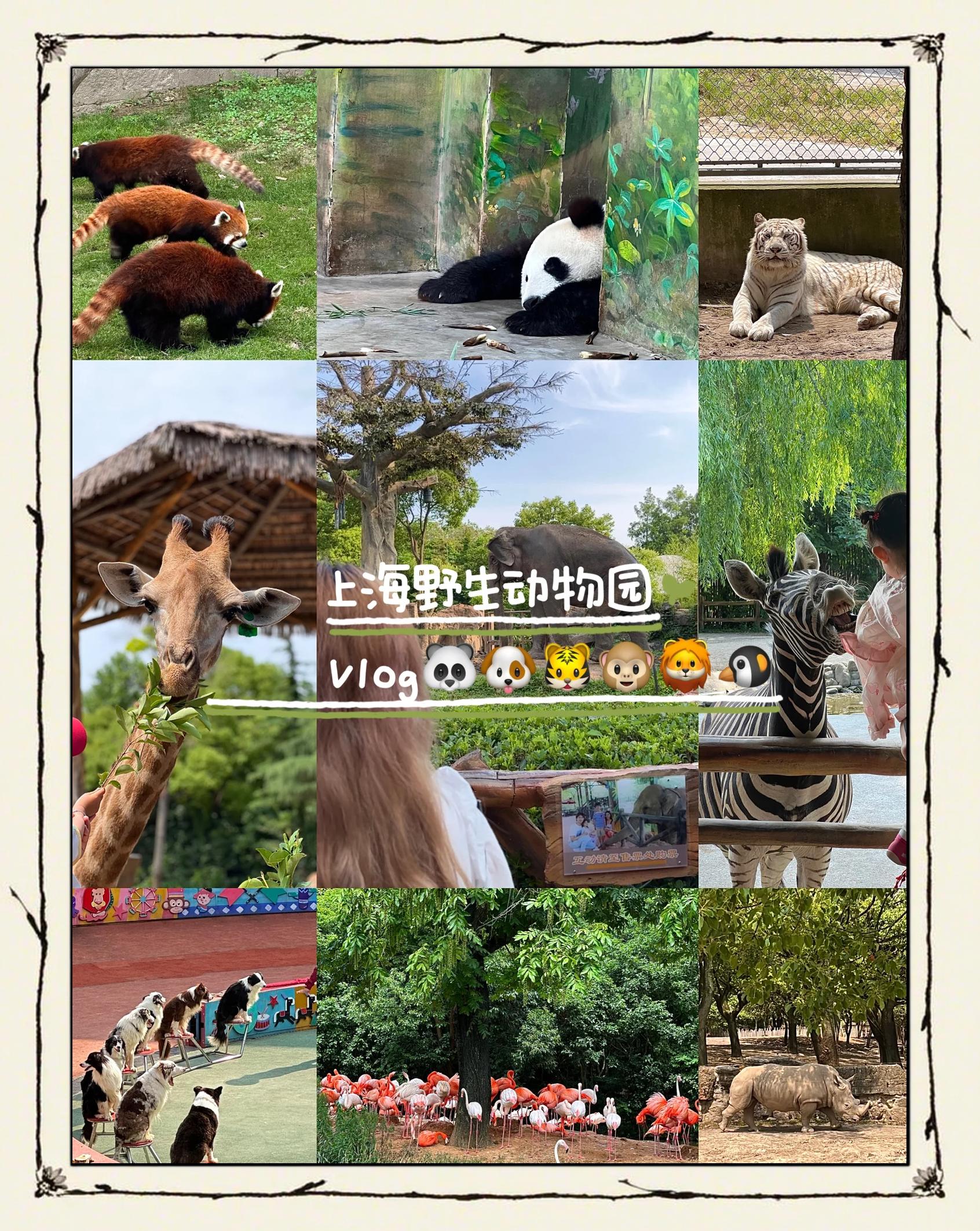 上海野生动物园门票-上海野生动物园门票现场售票