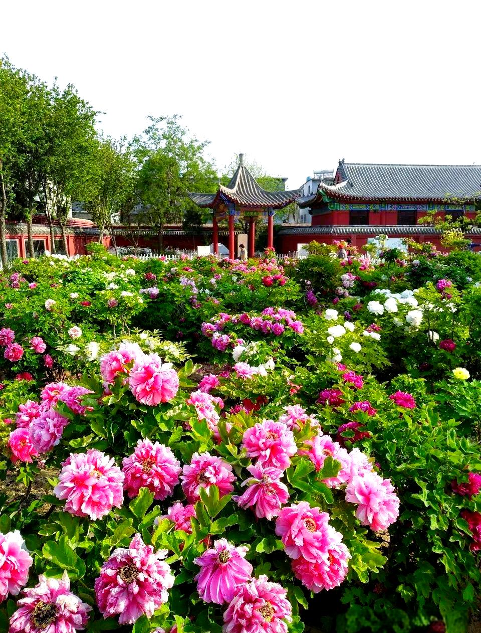 菏泽旅游景点大全-菏泽旅游景点大全免费
